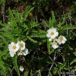 Chamaebatia australis Pokrój