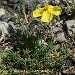 Helianthemum neopiliferum Elinympäristö