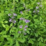 Baptisia australis Habit