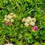 Mutellina purpurea Flower