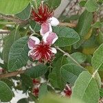 Feijoa sellowiana Flor