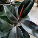 Ficus elastica Leaf