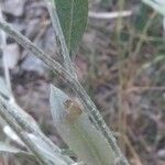 Xeranthemum annuum Leaf