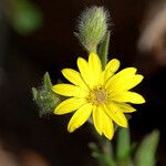 Bradburia pilosa Flower