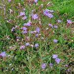 Lactuca tatarica फूल