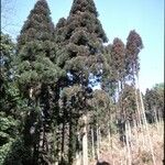 Cryptomeria japonica موطن