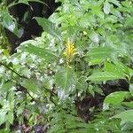 Justicia aurea List