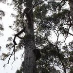 Eucalyptus jacksonii Habit