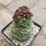 Larryleachia picta Flors