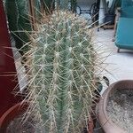 Leucostele terscheckii Celota