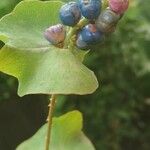 Persicaria perfoliata फल