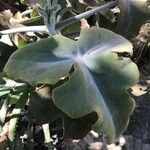 Kalanchoe beharensis Hoja
