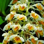 Dendrobium thyrsiflorum Flor