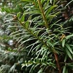 Taxus brevifolia 葉