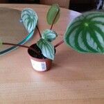 Peperomia argyreia Лист