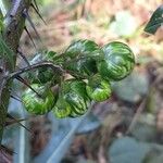 Solanum atropurpureum Gyümölcs