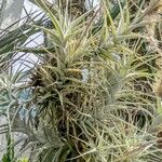 Tillandsia albida Habit