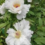 Paeonia rockii Hábitos