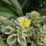 Sedum hybridum 花