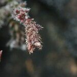 Erica galioides Flor