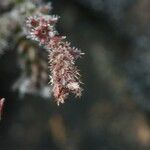 Erica galioides Blüte