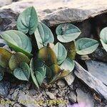 Dioscorea pyrenaica Habit