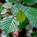 Corylus maxima Blad