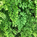 Adiantum raddianum Συνήθη χαρακτηριστικά