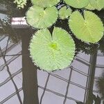 Nymphaea lotus Leaf