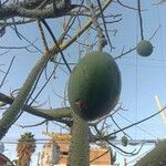 Ceiba speciosa Fruit