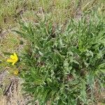 Wyethia angustifolia Hábito