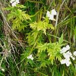 Achillea macrophylla Облик