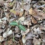 Chimaphila maculata Hoja