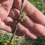 Salix humilis Λουλούδι