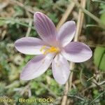 Crocus cambessedesii Квітка