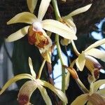 Dendrobium munificum Flor
