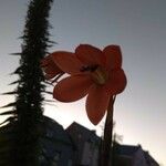 Ixia maculata Kwiat
