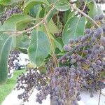 Ligustrum lucidum Blad