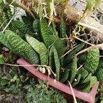 Gasteria carinataHoja