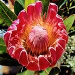 Protea cynaroidesFlower