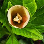Scopolia carniolica Blüte