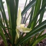 Cymbidium goeringii Blodyn