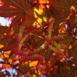 Acer palmatum Плід