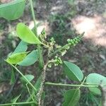 Ateleia herbert-smithii Fruto