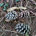 Pinus nigra Fruit