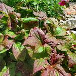 Podophyllum hexandrum Tervik taim