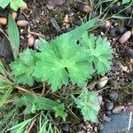 Geranium asphodeloides Ліст