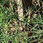 Argyranthemum foeniculaceum बार्क (छाल)