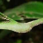 Anthurium acutangulum বাকল