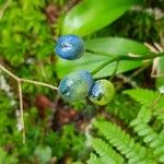 Clintonia borealis Fruit